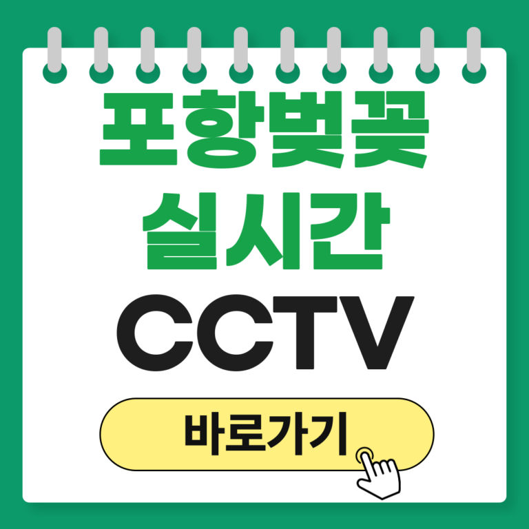 포항 벚꽂