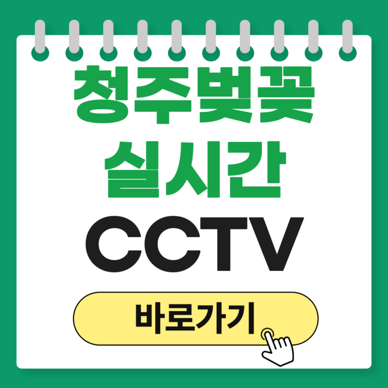 청주 벚꽂