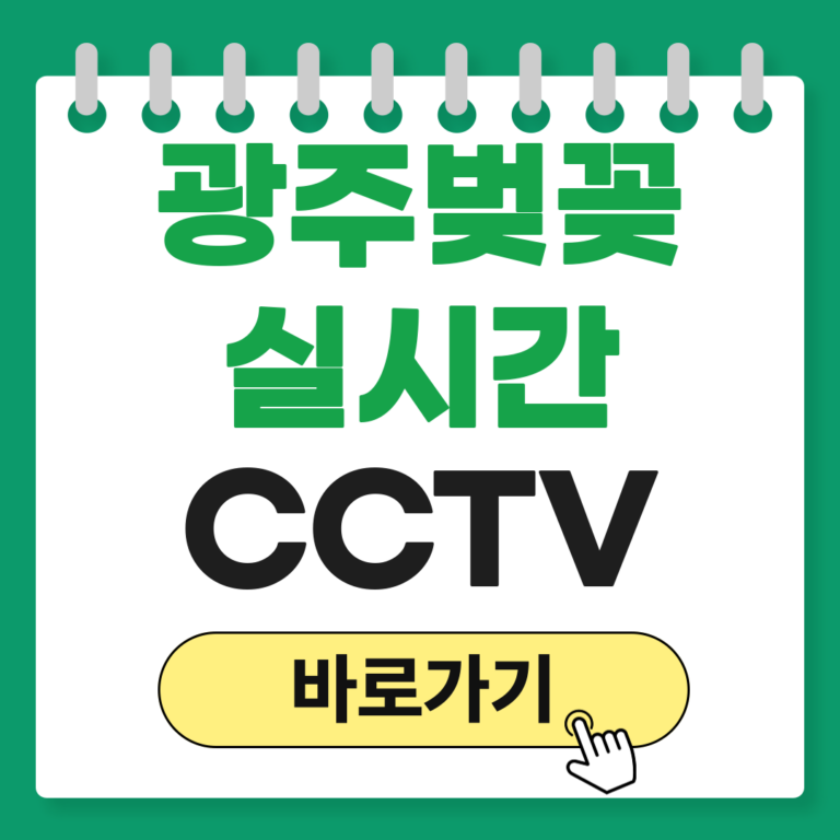 광주 벚꽂