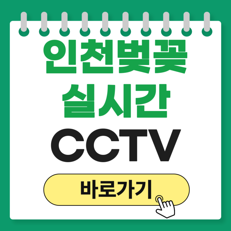 인천 벚꽂
