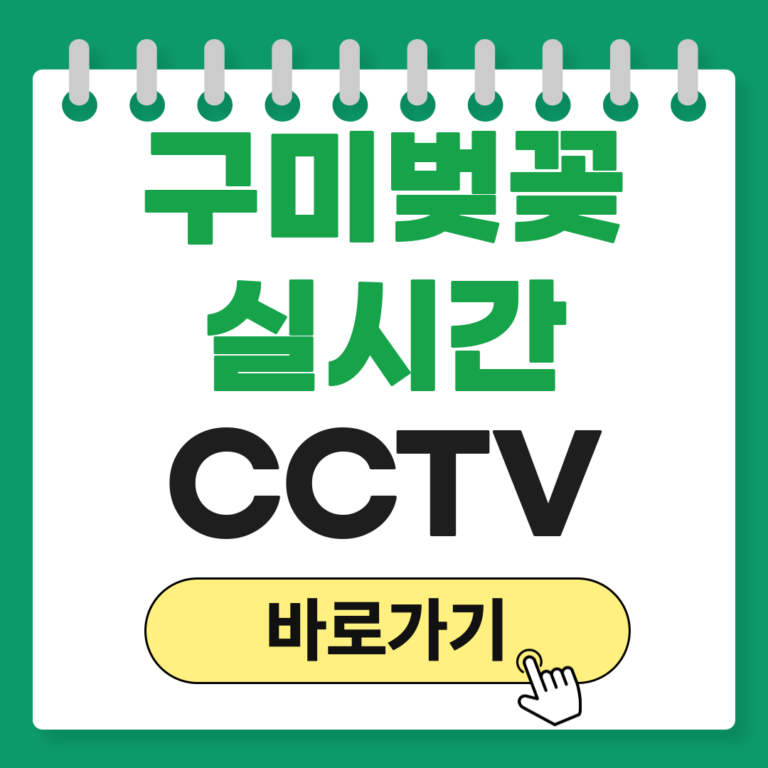 구미 금오산 벚꽃